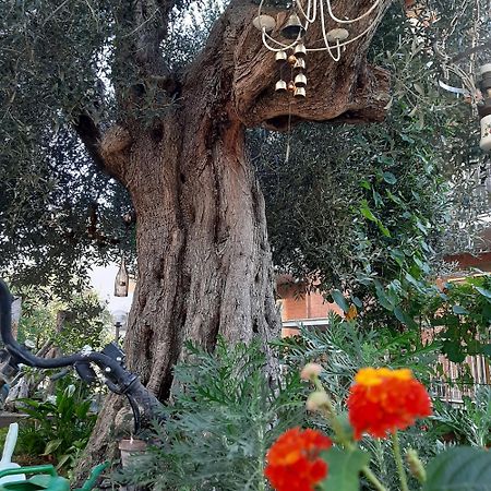 דירות טואורו סול טראסימנו Antico Olivo מראה חיצוני תמונה